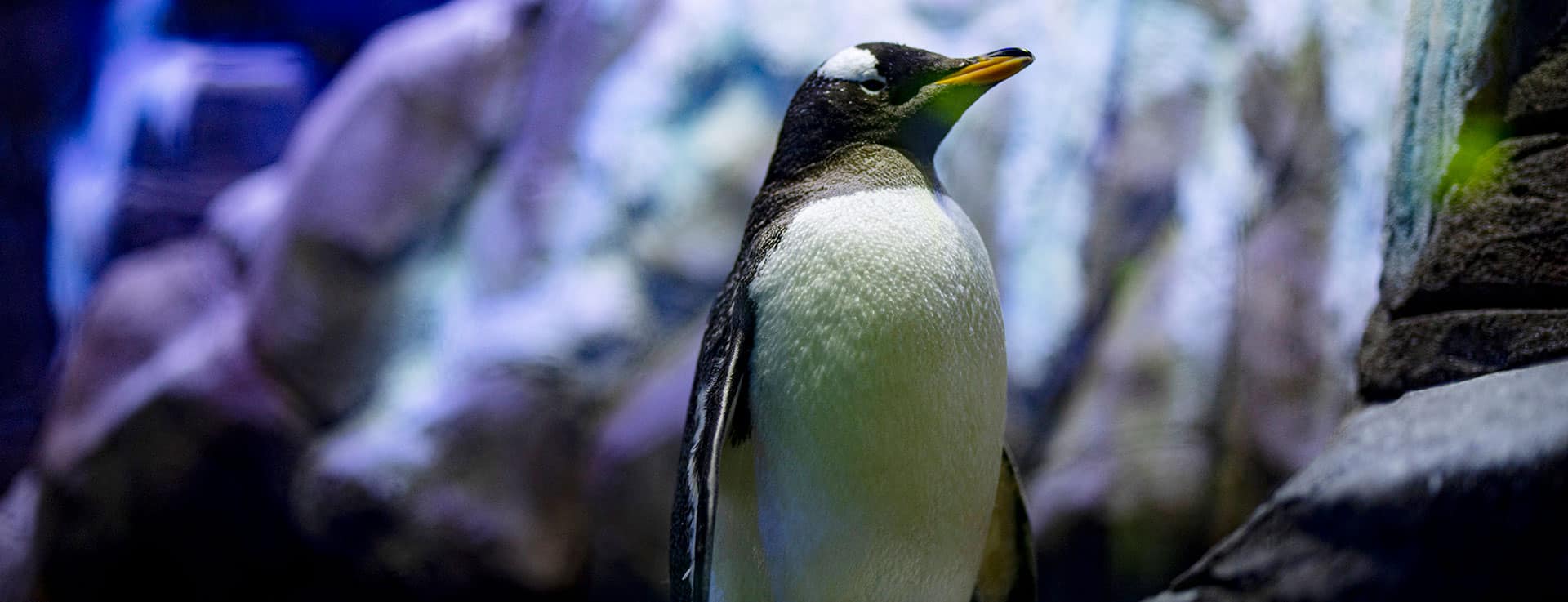 Dubai Aquarium and Underwater Zoo